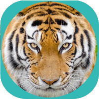 tiger image - 5 Animals QI GONG Online Energy course for Health Wellness Consciousness Expansion and Awakening